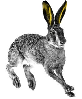 Rabbit