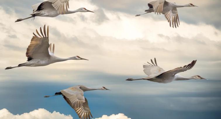 Image of migrating birds