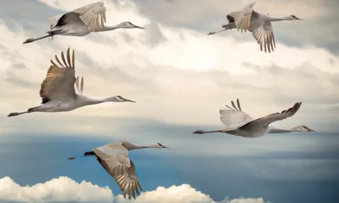 Image of migrating birds