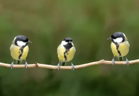 Three birds on a branch