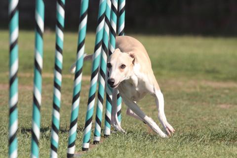 A dog running through an obstacle course