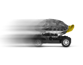 Turtle on a fast toy race car